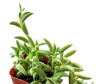 String of Bananas | 2 inch | Live Succulent | Hanging Plant | Indoor Plant | House Plant