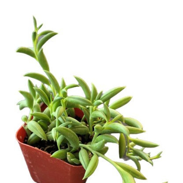 String of Bananas | 2 inch | Live Succulent | Hanging Plant | Indoor Plant | House Plant