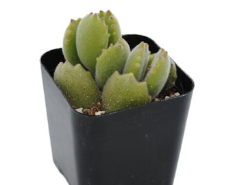 May include: A small, green succulent plant with fuzzy, rounded leaves, resembling bear paws, is potted in a square, black plastic container. The plant is a vibrant green color, and the pot is a solid black.