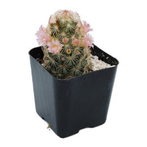 Ladyfinger Cactus | 2 inch | Mammillaria elongata | Live Cacti Plant | Succulent | Indoor Plant | Drought Tolerant