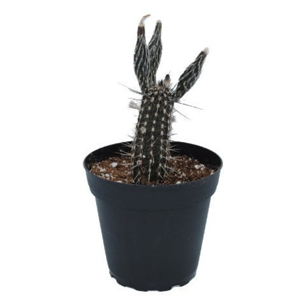 Cactus Plant - Etsy