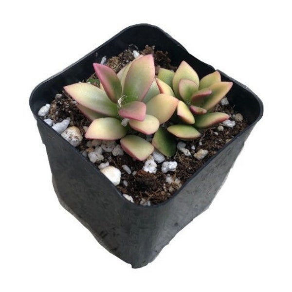 Succulente Sunrise panachée | 2 pouces | Plante succulente vivante | Plante d'intérieur | Plante d'intérieur | Résistant à la sécheresse