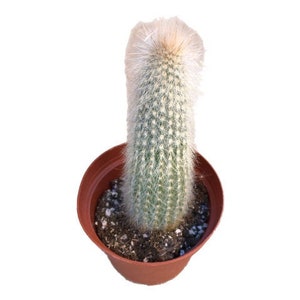 Silver Torch Cactus | 4 inch | Cleistocactus Strausii | Live Cactus Plant | Succulent | Indoor Plant | House Plant | Drought Tolerant