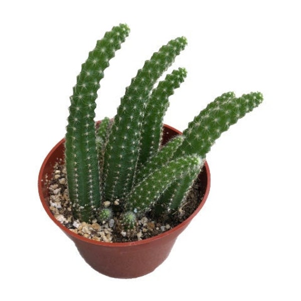 Native Peanut Cactus | 4 inch | Echinopsis chamaecereus | Live Cacti Plant | Succulent | Indoor Plant | Drought Tolerant