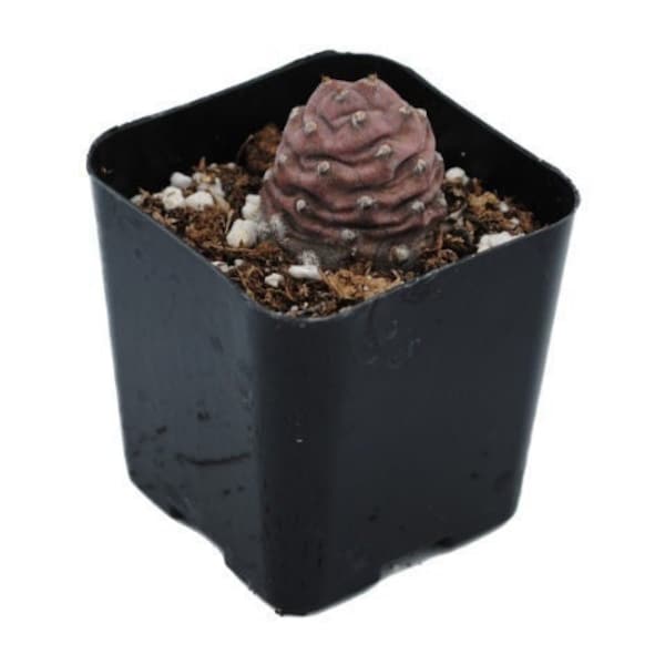 Pine Cone Cactus | 2 inch | Tephrocactus Articulatus | Live Succulent Plant | Indoor Plant | House Plant | Drought Tolerant