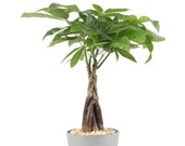 Chinese Money Tree 5 inch Live House Plant Indoor Plant