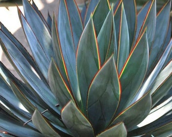 Blue Glow Agave | 4 inch | Live Agave Plant | Cactus | Indoor Plant | House Plant