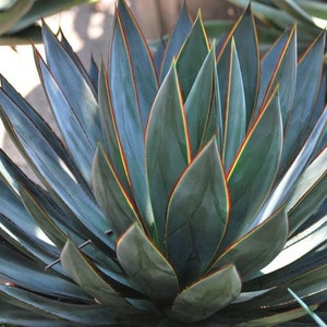 May include: A close-up of a blue agave plant with red and green edges on the leaves.