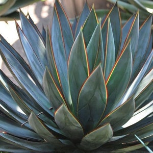 Blue Glow Agave | 3 Gallon | Live Succulent Plant | Cactus | Indoor Plant | Drought Tolerant Plant | Semi Bareroot