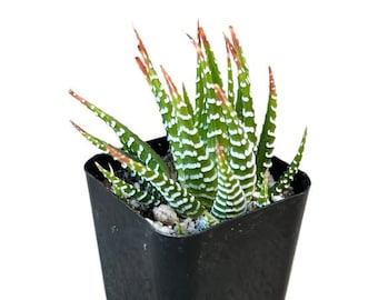 Variegated Zebra Plant | 2 inch | Haworthia Fasciata | Live Succulent Plant | Indoor Plant | House Plant | Drought Tolerant