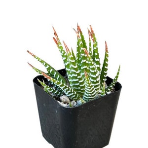 Variegated Zebra Plant | 2 inch | Haworthia Fasciata | Live Succulent Plant | Indoor Plant | House Plant | Drought Tolerant