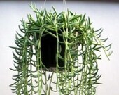 String of Fishhooks 2 inch Senecio Radicans Grey Fishhooks Senecio Live Succulent Hanging Plant