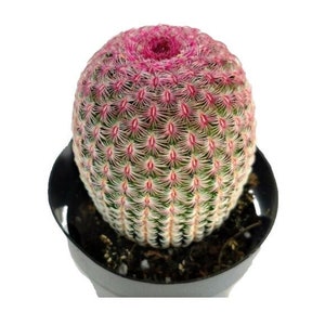 Rainbow Hedgehog Cactus | 4 inch | Live Cactus Plant | Succulent | Indoor Plant | House Plant Drought Tolerant