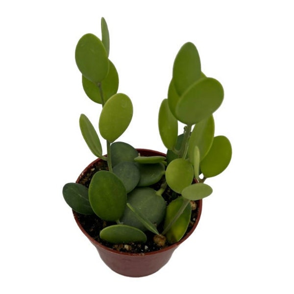 Silver Dollar Vine | 4 inch | String of Coins | Silver Dollar Succulent | Live Succulent Plant | Indoor Plant | House Plant