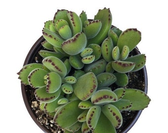 Bear Paw Cactus - Etsy