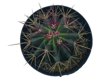 Fire Barrel Cactus | 4 inch | Live Cactus Plant | Succulent | Indoor Plant | House Plant | Drought Tolerant