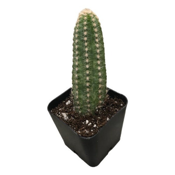 Peanut Cactus - 1 Cactus | 2 inch | Echinopsis chamaecereus | Live Cacti Plant | Succulent | Indoor Plant | Drought Tolerant