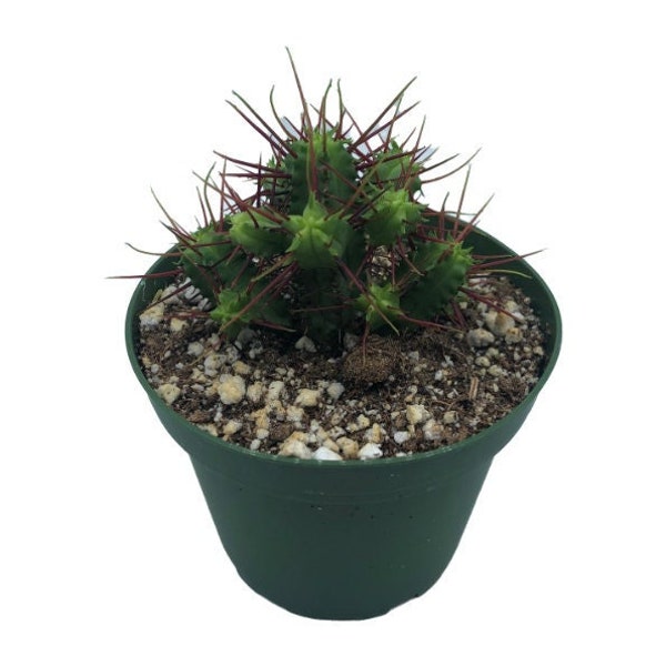 Cactus Pincushion Etsy