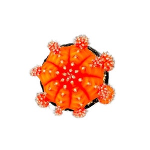 May include: A vibrant orange cactus with a starburst pattern and white spines. The cactus is in a small black pot.