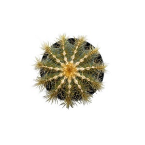 Balloon Cactus | 4 inch | Notocactus Magnificus | Live Cactus Plant | Succulent | Indoor Plant | House Plant Drought Tolerant