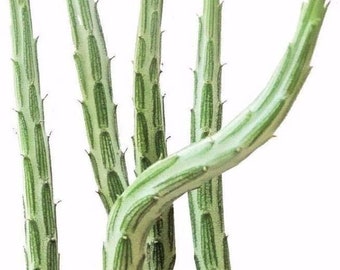 Native Pickle Plant Succulent | 2 inch | Live Succulent Plant | Indoor Plant | House Plant