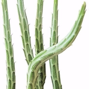 May include: Close-up of a succulent plant with segmented stems and green and white striped patterns. The plant has small, pointed protrusions along the stems. The tips of the stems are a vibrant green.