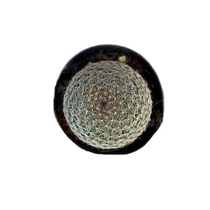 Thumb Cactus | 4 inch | Mammillaria Matudae | Live Cacti Plant | Succulent | Indoor Plant