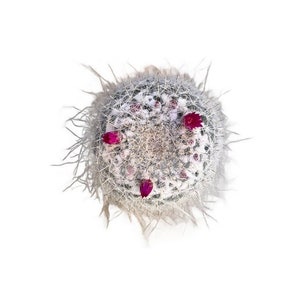 Old Lady Cactus | 2.5 inch | Mammillaria hahniana | Live Plant | Indoor Plant | House Plant | Drought Tolerant