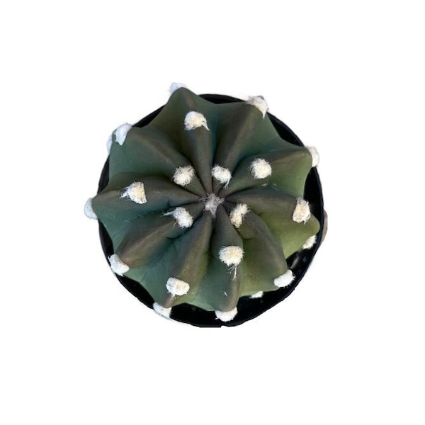 Dominos Cactus | 2.5 inch | Echinopsis subdenudata | Live Cactus Plant | Succulent | Indoor Plant | House Plant | Drought Tolerant