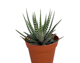 Zebra Plant | 4 inch | Haworthia | Live Succulent Plant | Indoor Plant | House Plant | Drought Tolerant