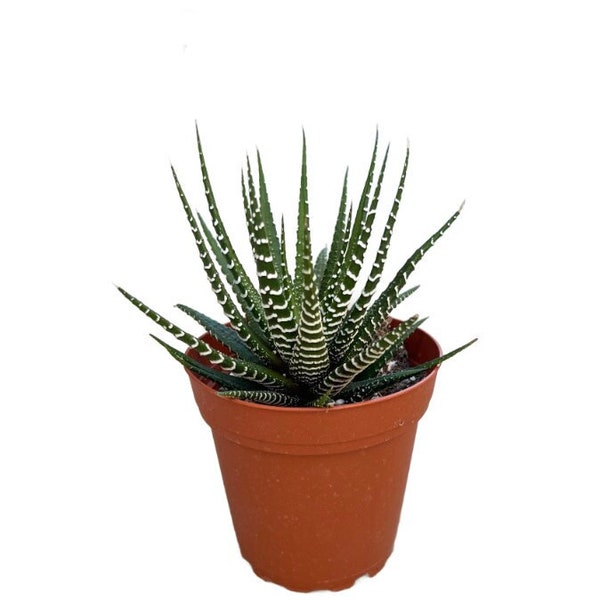 Zebra Plant | 4 inch | Haworthia | Live Succulent Plant | Indoor Plant | House Plant | Drought Tolerant