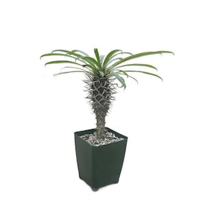 May include: A small, spiky, green potted plant with a single trunk and long, thin leaves. The plant is in a dark green square pot.