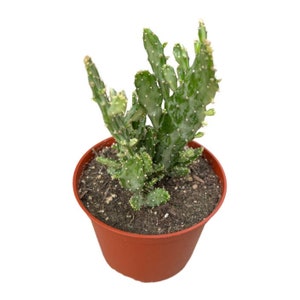Variegated Joseph&#39;s Coat | 6 inch | Opuntia Maverick Variegata | Live Cactus Plant | Succulent | Indoor Plant | Drought Tolerant