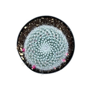 Old Lady Cactus | 6 inch | Live Cactus Plant | Succulent | Indoor Plant | House Plant | Drought Tolerant