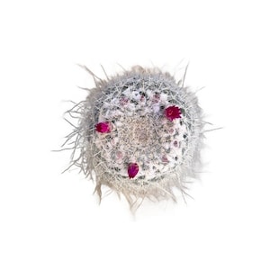 Old Lady Cactus | 4 inch | Mammillaria hahniana | Live Cactus | Indoor Plant | House Plant | Drought Tolerant