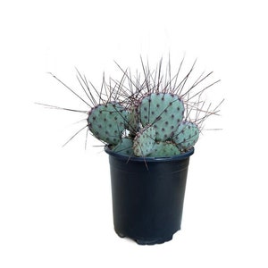 Opuntia Sapphire Wave | 1 Gallon | Purple Prickly Pear | Live Cactus Plant | Succulent | Indoor Plant | Drought Tolerant