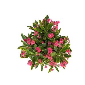 Variegated Crown of Thorns PINK | 1 Gallon | Corona de Cristo Succulent | Euphorbia Milii | Live Succulent | Indoor Plant