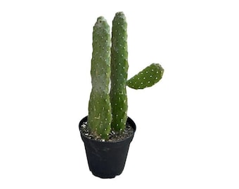 Nala ナラ　Cactus all in one opuntia_elata_tall__50086.