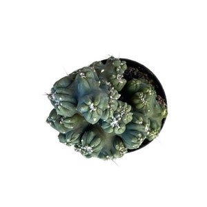 Ming Thing Cactus | 2 inch | Cereus Forbesii Monstrose | Live Cactus Plant | Succulent | Indoor Plant | Drought Tolerant