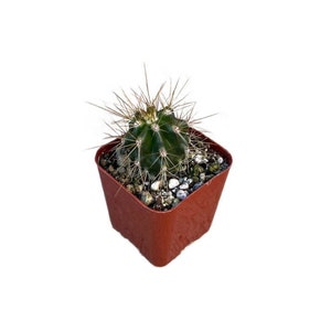 May include: A small green cactus plant with white spines growing in a brown square plastic pot.
