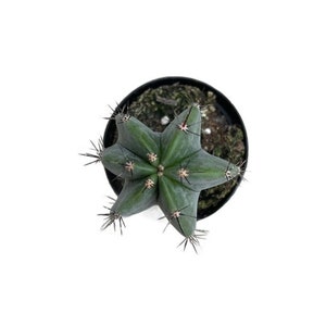 Gray Ghost Organ Pipe Cactus | 2.5 inch | Stenocereus pruinosus | Live Plant | Indoor Plant | House Plant | Drought Tolerant