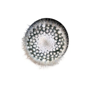 Silver Ball Cactus | 4 inch | Parodia scopa | Live Cactus Plant | Succulent | Indoor Plant | House Plant