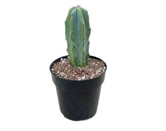 Blue Myrtle Cactus | 2.5 inch | Myrtillocactus Geometrizans | Live Cactus Plant | Indoor Plant | Drought Tolerant