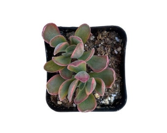 Variegated Money Maker | 2 inch | Crassula swaziensis | Live Succulent Plant | Indoor Plant | House Plant