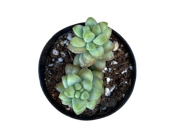 Native Donkey Tail | 2.5 inch | Burro's Tail | Sedum Morganianum | Live Succulent Plant | Indoor Plant | Drought Tolerant
