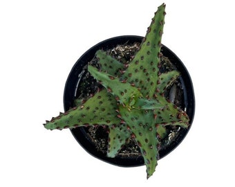Aloe Castilloniae | 4 inch | Aloe | Live Aloe Plant | Succulent | Cactus | Indoor Plant | Drought Tolerant