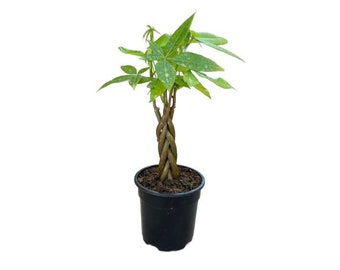 Mini Money Tree Plant | 4 inch | Mini Pachira Aquatica Braided | Live House Plant | Indoor Plant