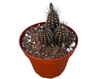 Flower of Prayer - 3 Cactus | 4 inch | Echinopsis | Live Cactus Plant | Succulent | Indoor Plant | House Plant