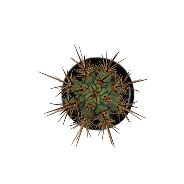 Blue Cereus | 2.5 inch | Browningia hertlingiana | Azureocereus hertlingianus | Live Cactus Plant | Succulent | Drought Tolerant