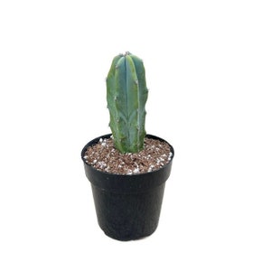 Blue Myrtle Cactus | 2.5 inch | Myrtillocactus Geometrizans | Live Cactus Plant | Indoor Plant | Drought Tolerant